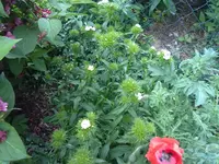 weisser phlox + mohn.webp