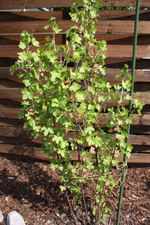Goldjohannisbeere.webp