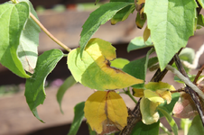 Philadelphus virginalis nah.webp