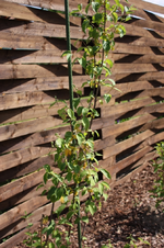 Philadelphus virginalis.webp