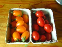 Datteltomaten.webp