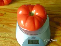 Fleischtomaten.webp
