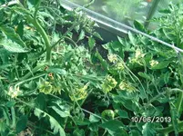 Tomatenblüten.webp