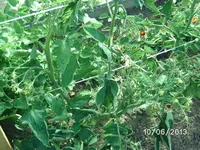 Tomatenblüten (2).webp