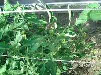 Tomatenblüten (3).webp