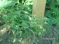 Tomatenblüten (4).webp
