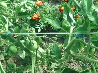 Tomatenblüten (5).webp