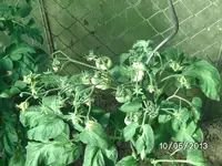 Tomatenblüten (6).webp
