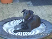 Anka (2).webp