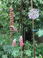 Lupinen nach Regen.webp