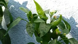 P1040789.webp