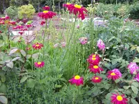 Blume 1.webp