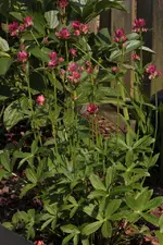 Astrantia.webp