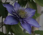 Clematis.webp