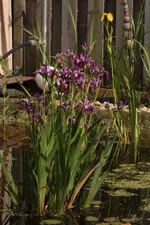 Irisblueten.webp