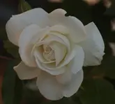 Kletterrose.webp