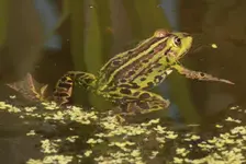 Teichfrosch.webp