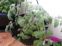 20130610_201808.webp