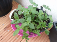 20130610_201802.webp