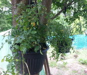 20130609_103707.webp