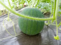IMG_20130610_1918221674930866.webp