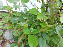 20130609_103631.webp
