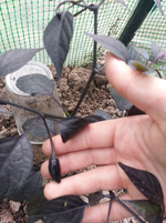 20130609_095308.webp