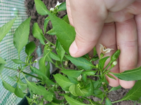 20130609_095342.webp