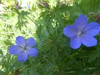 blauer Storchschnabel gemustert.webp