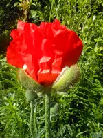 Mohn strip.webp