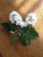 plant.webp