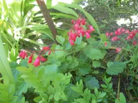 Heuchera mit Blüten.webp
