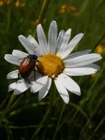 Junikäfer-Margarite_6973.webp