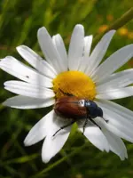 Junikäfer-Margarite_6978.webp