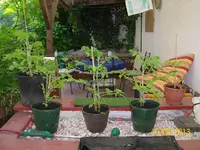 Tomis 100_1283 (Large).webp