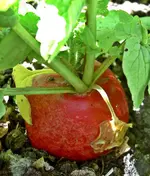 Radieschen.webp