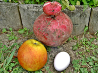 Radieschen2 (1).webp
