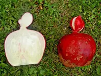 Radieschen (2).webp