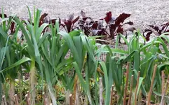 Copy of IMG_0444v.webp