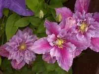 Clematiesd 1.webp