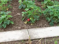 Erdbeere.webp