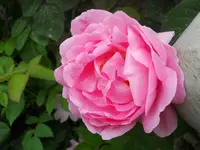 DSCN2161.webp