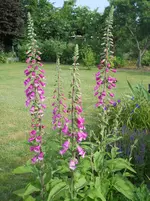 DSCN2170.webp