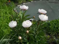 DSCN2172.webp