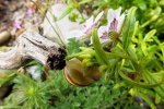 2013_0611Frühling0001 kl. schnecke.jpg