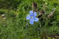 2013_0610Frühling0001.webp