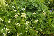 schneemarbel.webp