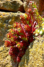 blühendes Sempervivum2_600.webp