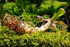 Garten-Amaryllis_640.webp
