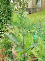 Unkraut Distel.webp
